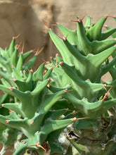 Load image into Gallery viewer, EUPHORBIA GROENEWALDII LIVE PLANT #0485 For Sale