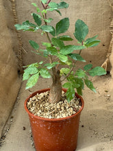 Load image into Gallery viewer, HINDSIANA BURSERA LIVE PLANT #225 For Sale