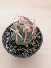 Load image into Gallery viewer, Echinocactus horizonthalonius LIVE PLANT #4483 For Sale