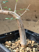 Load image into Gallery viewer, COMMIPHORA MONSTROSA LIVE PLANT #2115 For Sale