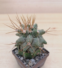 Načíst obrázek do prohlížeče Galerie, Astrophytum ornatum kikko LIVE PLANT #05633 For Sale