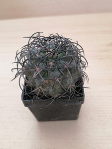Copiapoa griseoviolacea LIVE PLANT #4573 For Sale