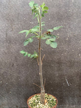 Load image into Gallery viewer, BURSERA GLABRIFOLIA LIVE PLANT #0003 For Sale