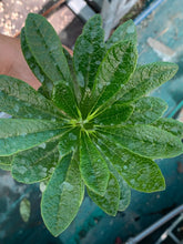 Load image into Gallery viewer, DORSTENIA GIGAS LIVE PLANT #0845 For Sale