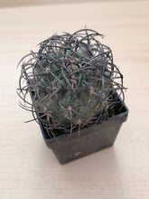 将图片加载到图库查看器，Copiapoa griseoviolacea LIVE PLANT #4573 For Sale
