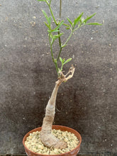 Load image into Gallery viewer, CYPHOSTEMMA ELEPHANTOPUS LIVE PLANT #6633 For Sale