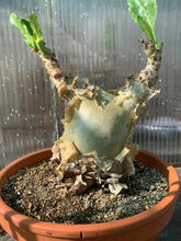 Load image into Gallery viewer, CYPHOSTEMMA JUTTAE LIVE PLANT #325 For Sale