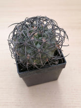 Load image into Gallery viewer, Copiapoa griseoviolacea LIVE PLANT #4573 For Sale