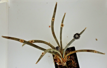 Load image into Gallery viewer, Astrophytum caput medusae LIVE PLANT #453 For Sale
