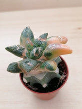 Load image into Gallery viewer, Ariocarpus retusus variegata LIVE PLANT #6573 For Sale