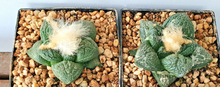 Load image into Gallery viewer, Ariocarpus fissuratus 2x LIVE PLANTS #12333 For Sale
