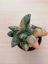 Load image into Gallery viewer, Ariocarpus retusus variegata LIVE PLANT #6573 For Sale