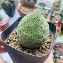 Load image into Gallery viewer, Pseudolithos migiurtinus LIVE PLANT #1615 For Sale