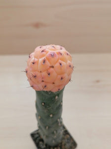 Tephrocactus geometricus variegata LIVE PLANT #4313 For Sale