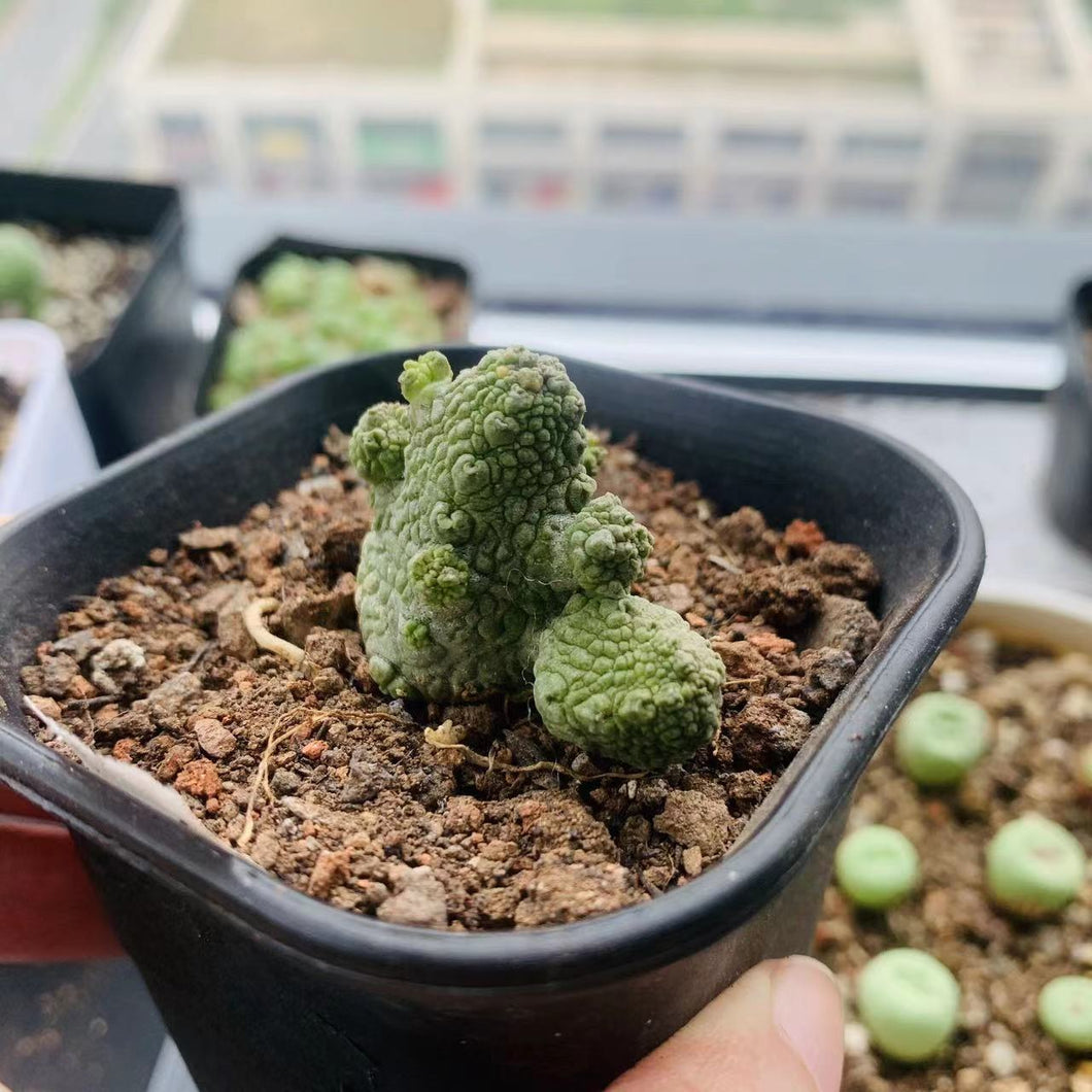 Pseudolithos dodsonianus LIVE PLANT #2005 For Sale