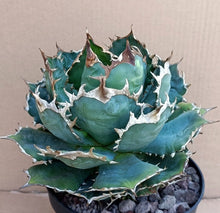 Load image into Gallery viewer, AGAVE TITANOTA LIVE PLANT #074 For Sale