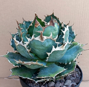 AGAVE TITANOTA LIVE PLANT #074 For Sale