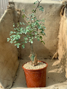 BURSERA FAGAROIDESLIVE PLANT #0315 For Sale