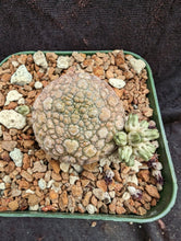 Load image into Gallery viewer, Pseudolithos miguritinus LIVE PLANT #785 For Sale