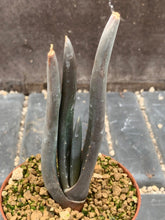 Load image into Gallery viewer, ALOE SUZANNAE POT LIVE PLANT #0723 For Sale