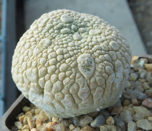 Load image into Gallery viewer, Pseudolithos eylensis (7 Seeds)