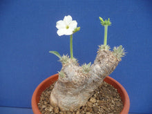 Load image into Gallery viewer, Pachypodium eburneum LIVE PLANT #0123 For Sale