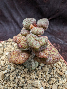 Tylecodon sulphureus LIVE PLANT #06 For Sale