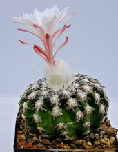 Load image into Gallery viewer, Discocactus Horstii LIVE PLANT #0333 For Sale