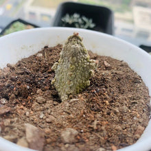 Load image into Gallery viewer, Pseudolithos caput-viperae LIVE PLANT #415 For Sale
