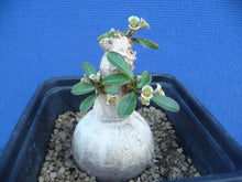 Load image into Gallery viewer, Euphorbia subapoda LIVE PLANT #0129 For Sale