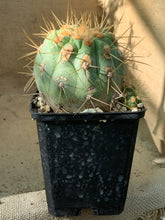 Load image into Gallery viewer, HASELTONIAN COPOE LIVE PLANT #45 For Sale
