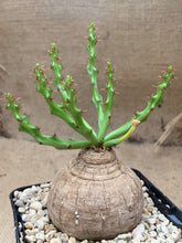 Load image into Gallery viewer, EUPHORBIA DECIDUA LIVE PLANT #5415 For Sale