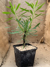 Load image into Gallery viewer, FOUQUIERIA PURPUSII LIVE PLANT #0265 For Sale