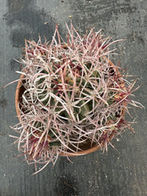 Load image into Gallery viewer, Echinocactus Polycephalus LIVE PLANT #0083 For Sale