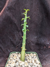 Load image into Gallery viewer, Adenia ballyi LIVE PLANT #35 For Sale