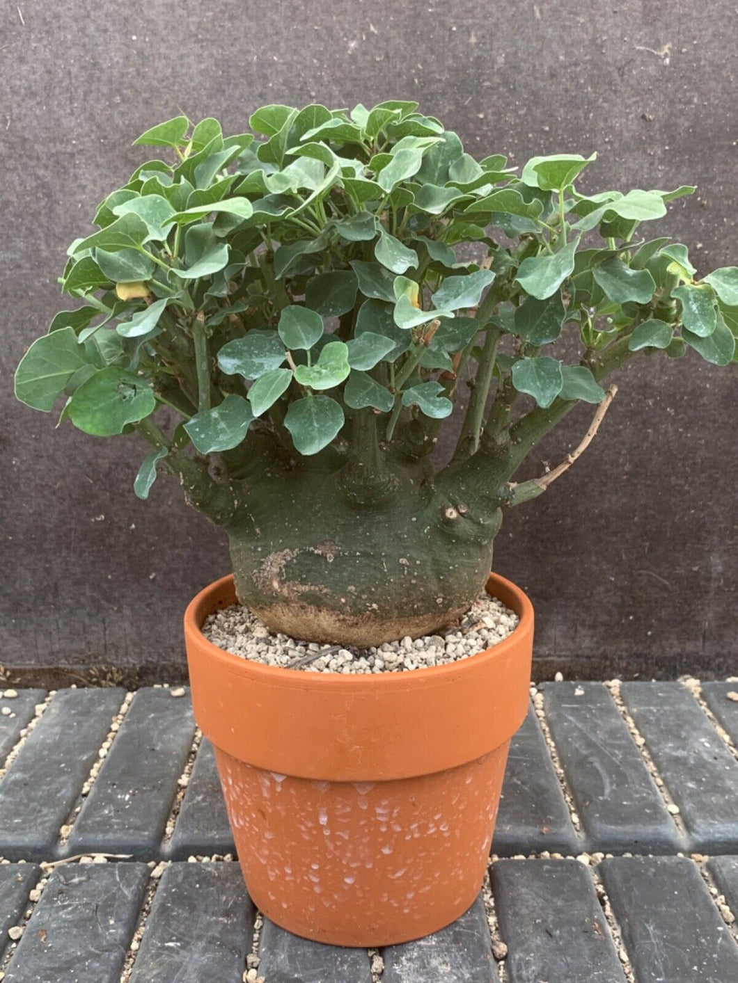 ADENIA SPINOSA LIVE PLANT #0453 For Sale