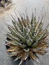 Load image into Gallery viewer, Agave Utahensis Eborispina LIVE PLANT #023 For Sale