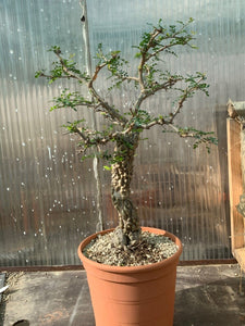 OPERCULICARYA DECARYI LIVE PLANT #0725 For Sale