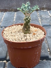 Load image into Gallery viewer, DORSTENIA LAVRANII LIVE PLANT #043 For Sale