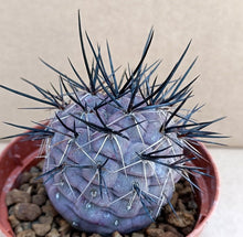Load image into Gallery viewer, TEPHROCACTUS GEOMETRICUS LIVE PLANT #5533 For Sale
