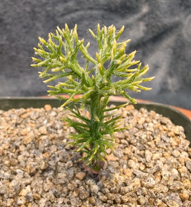 Eriospermum paradoxum LIVE PLANT #045 For Sale