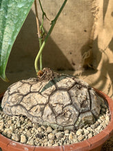 Load image into Gallery viewer, MEXICAN DIOSCOREA LIVE PLANT #165 For Sale
