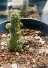 Load image into Gallery viewer, Pseudolithos caput-viperae LIVE PLANT #515 For Sale