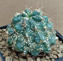 Load image into Gallery viewer, FEROCACTUS FLAVOVIRENS X RODANTHUS LIVE PLANT #663 For Sale