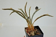 Load image into Gallery viewer, Astrophytum caput medusae LIVE PLANT #453 For Sale
