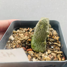Load image into Gallery viewer, Pseudolithos caput-viperae LIVE PLANT #235 For Sale