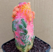 Load image into Gallery viewer, MYRTILLOCALYCIUM CHIMERA VARIEGATED LIVE PLANT #0711 For Sale