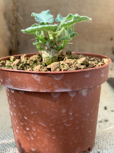 JATROPHA MARGINATA LIVE PLANT #035 For Sale