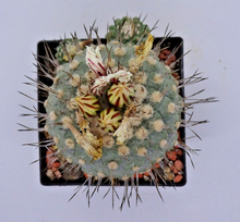 Indlæs billede til gallerivisning Stombocactus disciformis LIVE PLANT #055 For Sale