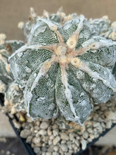 Load image into Gallery viewer, ASTROPHYTUM MYRIOSTIGMA LIVE PLANT #0455 For Sale